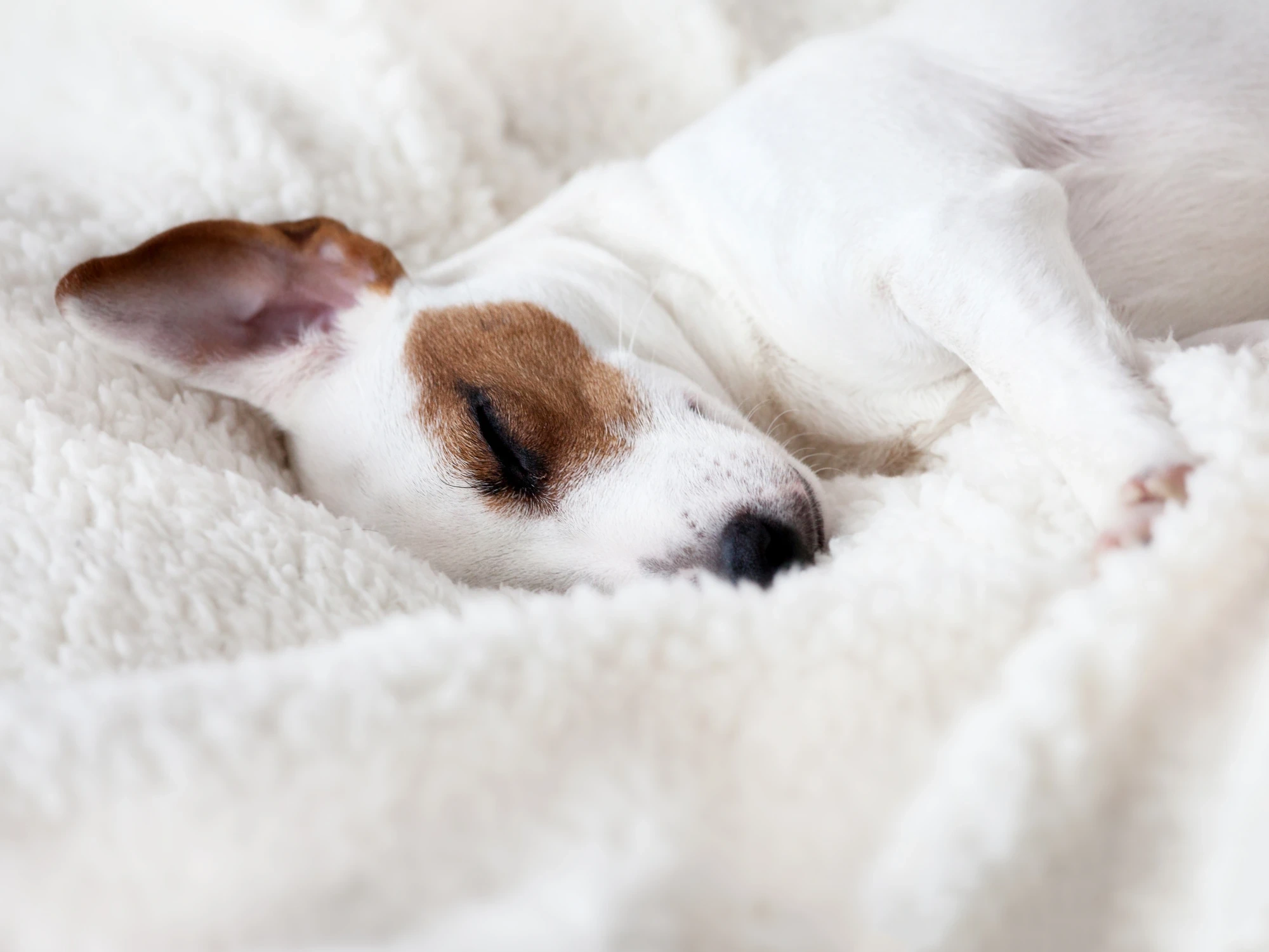 Un perro duerme sobre una cama con sábanas claras.