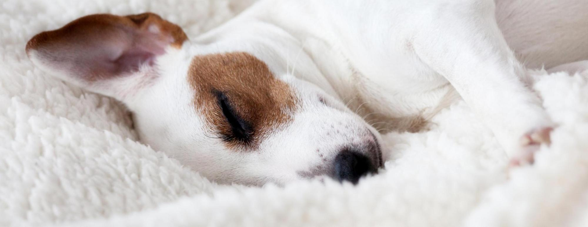 Travel with dogs Derby Hotels Collection