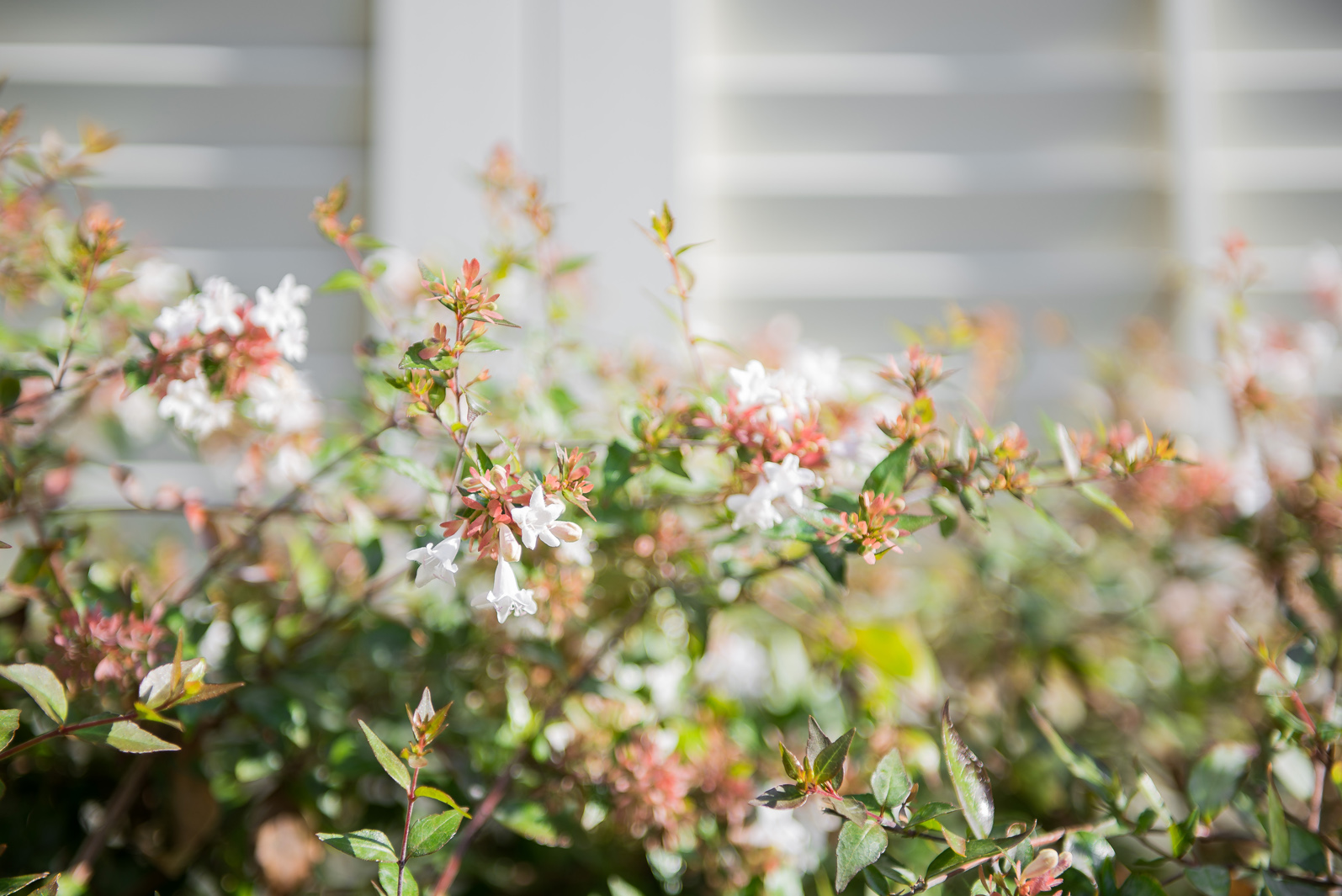 Se ven ramas y flores de colores en un jardín interior con fondo desenfocado.