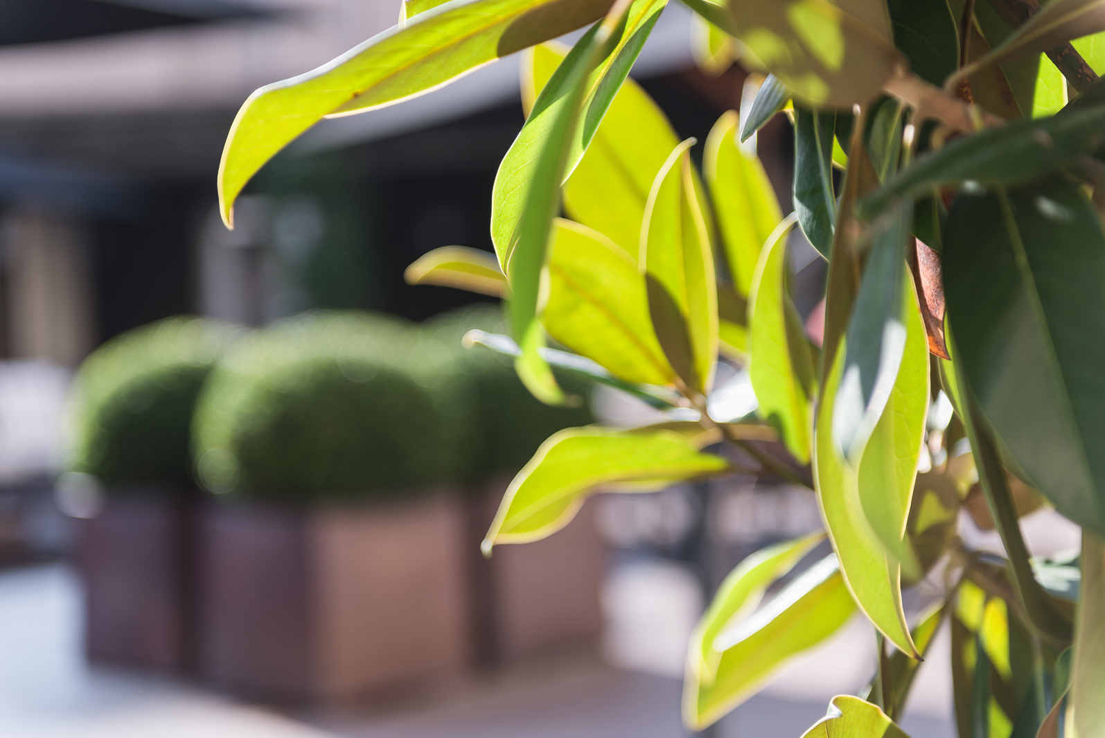 Se ven hojas verdes y amarillas en primer plano junto a jardineras con plantas en un espacio interior.