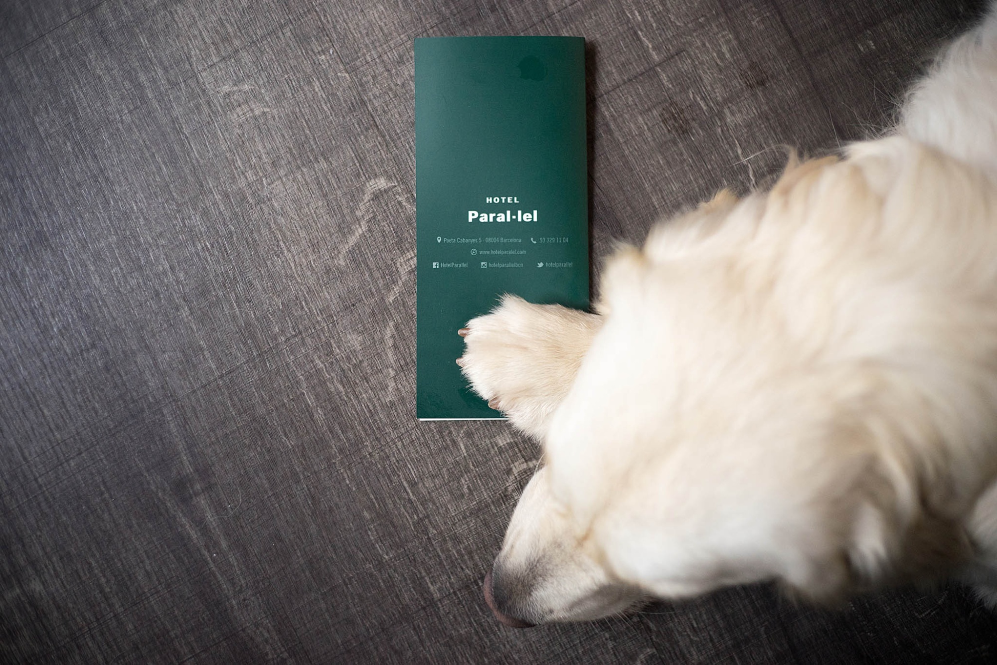 Pet friendly - Hotel Paral·lel | Barcelona